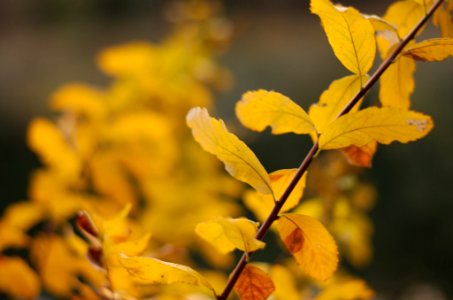 Yummy yellow