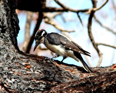 536 - HAIRY WOODPECKER (9-21-12) barfoot area, chiricahua mts, cochise co, az