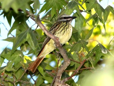 598 - SULPHUR-BELLIED FLYCATCHER (6-9-11) harshaw canyon, scc, az - (2) - Copy
