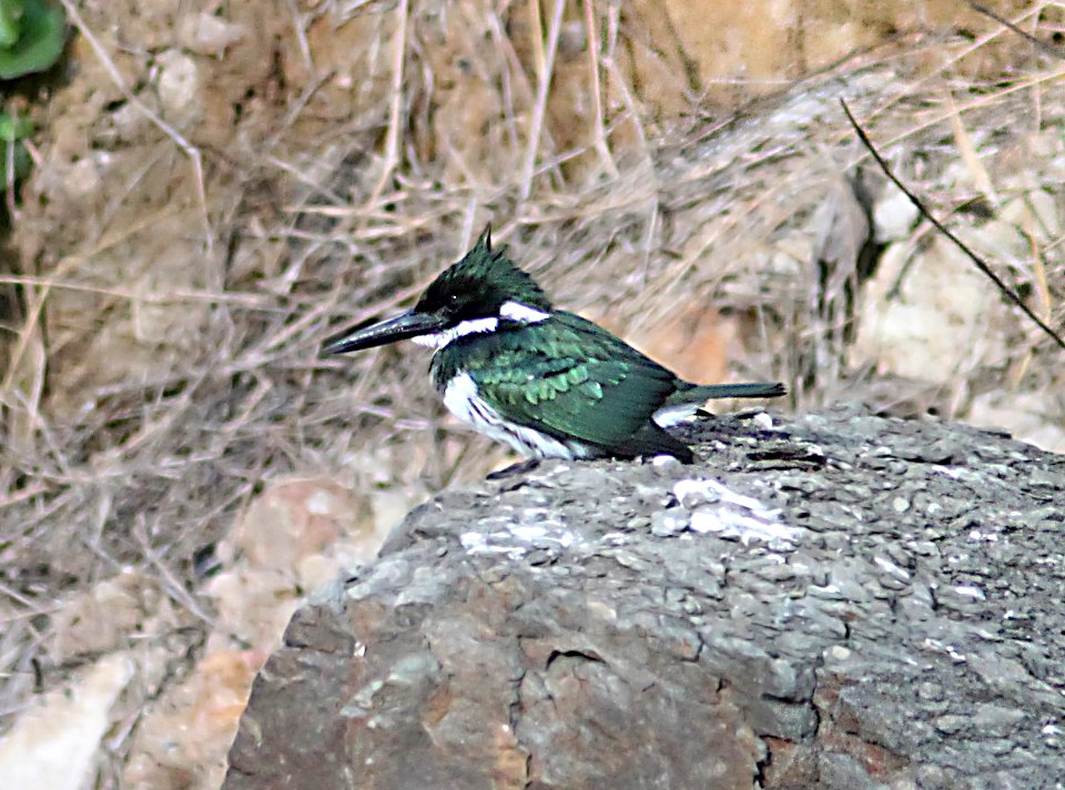 519 - AMAZON KINGFISHER (1-28-19) laredo, tx  (1)