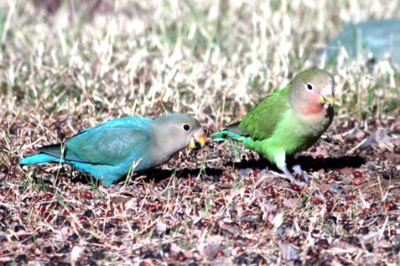558 - ROSY-FACED LOVEBIRD (1-30-13) encanto park, phoenix, maricopa co, az  (5)
