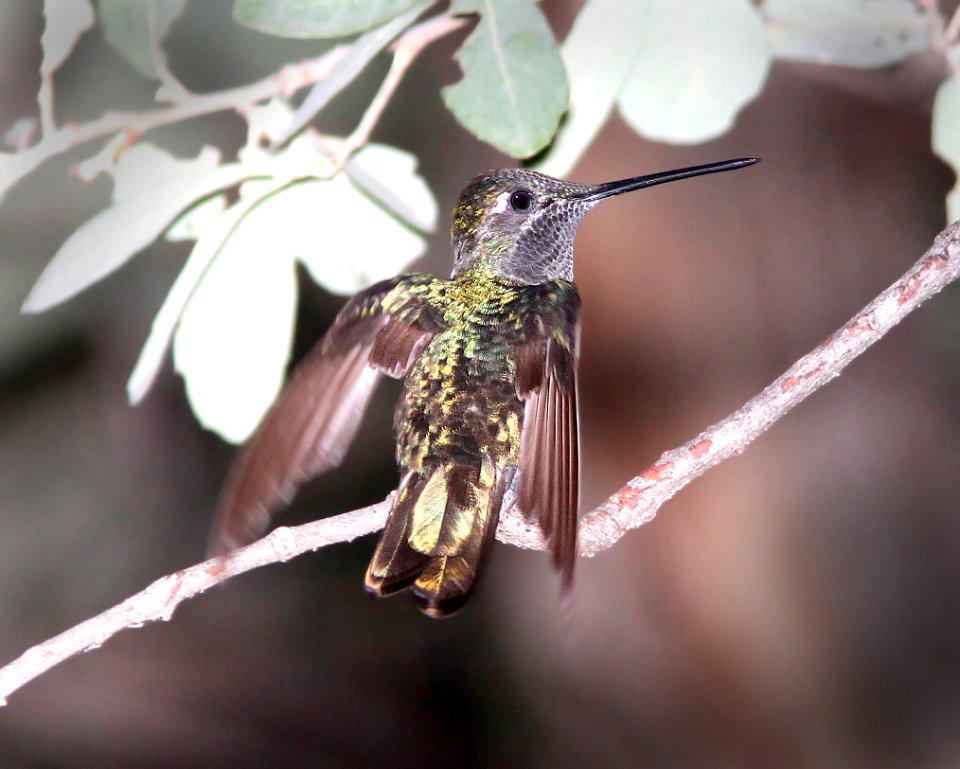 493 - RIVOLI'S HUMMINGBIRD  (7-25-11) madera canyon, scc, az - (3)