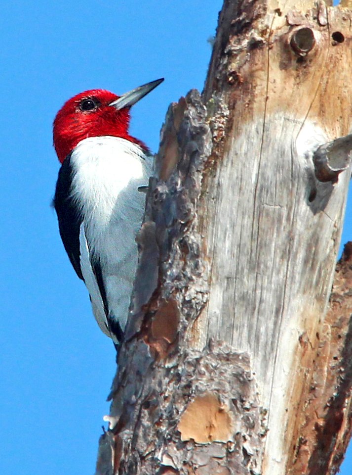 523 - RED-HEADED WOODPECKER (2-1-13) manatee co, fl  (2)
