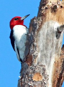 523 - RED-HEADED WOODPECKER (2-1-13) manatee co, fl  (2)