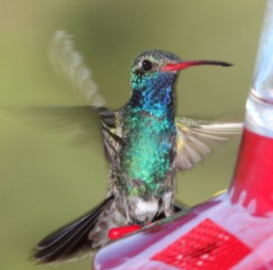 507 - BROAD-BILLED HUMMINGBIRD (8-3-10) yard, west of patagonia, scc, az - (2)