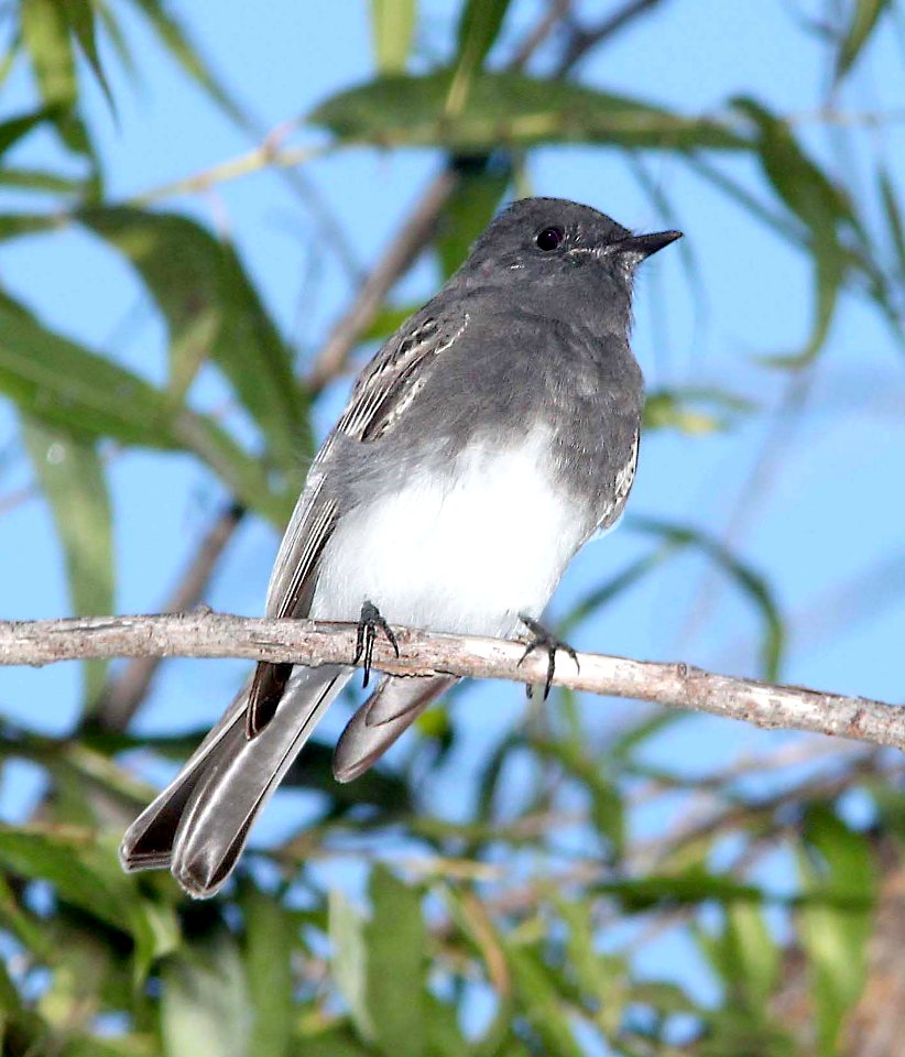 586 - BLACK PHOEBE (10 -7-10) pena blanca lake, scc, az -01