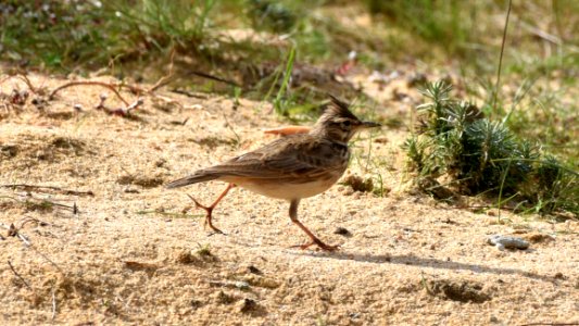 Crested Lark photo