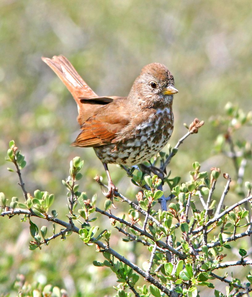 891 - SLATE-COLORED FOX SPARROW (4-15-08) slate-colored, cerro alto , slo co, ca (1)