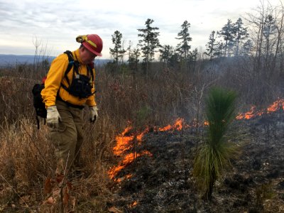 Controlled burn to restore mountain longleaf pine in northwest Georgia - 170317-FS-Chattahoochee-Oconee-SB-017