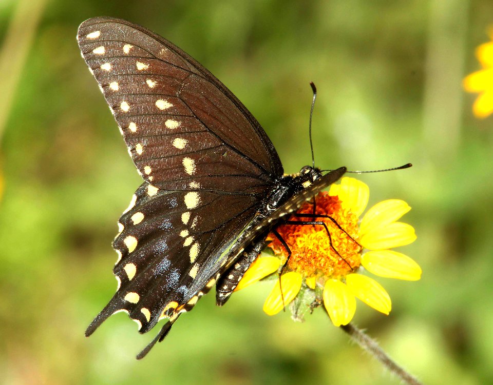SWALLOWTAIL, BLACK (Papilio polyxenes) (4-18-12) male, national butterfly center, mission, tx   (1)