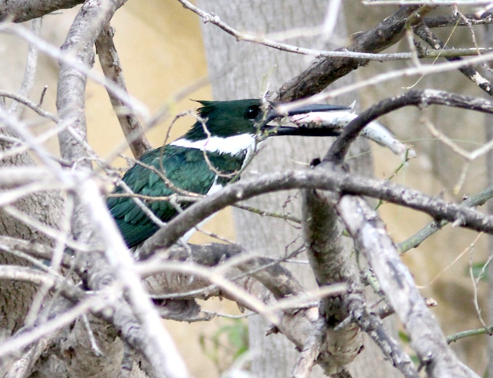 519 - AMAZON KINGFISHER (1-28-19) laredo, tx  (6)