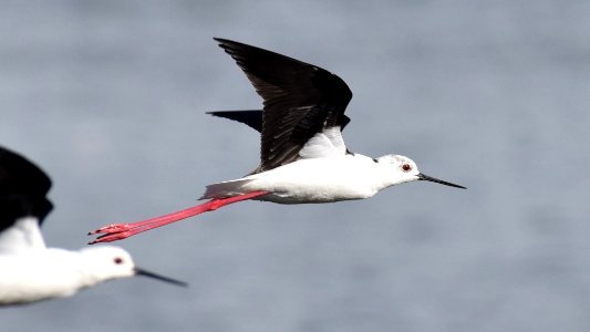 Black-winged Stilt