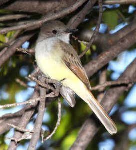 590 - DUSKY-CAPPED FLYCATCHER (10 -7-10) pena blanca lake, scc, az  (2)