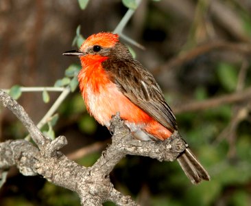589 - VERMILLION FLYCATCHER (7-11-11) rio rico ponds, scc, az - (1)