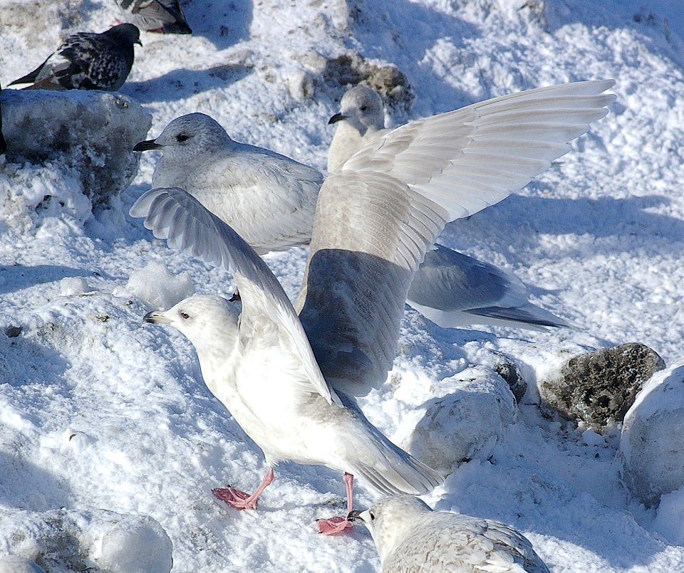 371 - GLAUCOUS GULL (2-6-07)-second winter, quidi vidi lake, st john's, newfoundland