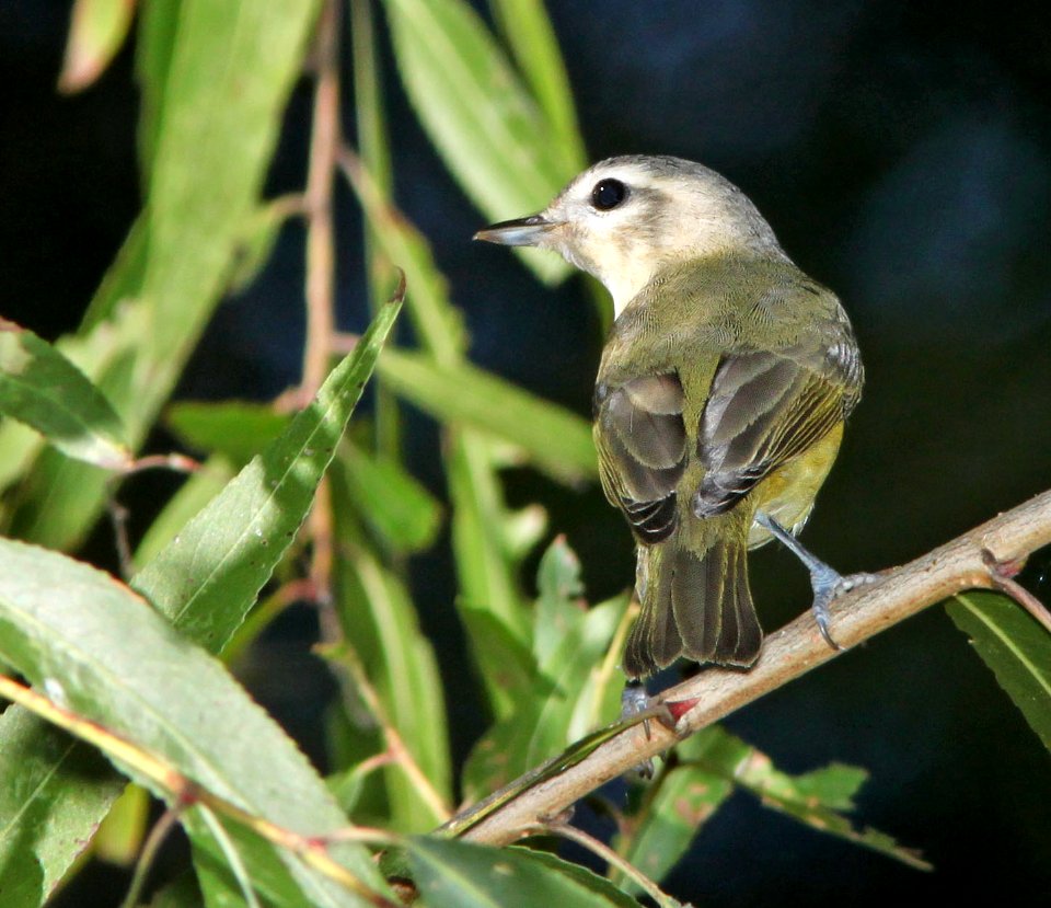 628 - WARBLING VIREO (9-29-12) santa cruz river, north of santa margarita lane, tumacacori, scc, az - (1)