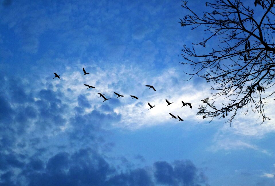 Tree birds nature