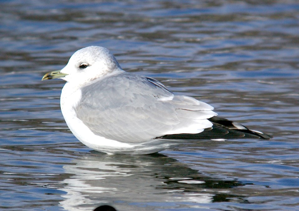 359 - COMMON GULL (2-6-07)-adult, quidi vidi lake, st john's, newfoundland (1)