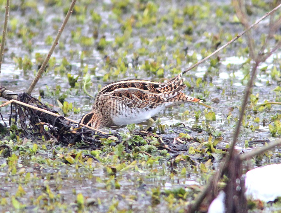 335 & 334 - COMMON & WILSON'S SNIPE (2-20-11) with Wilson's, Tors Cove, Newfoundland   (11)