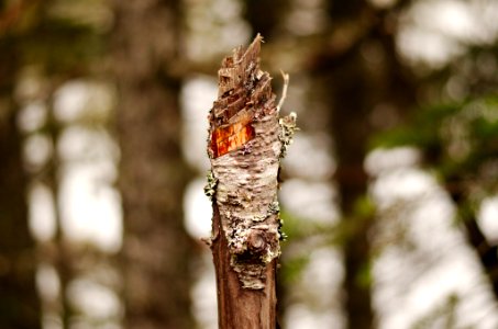 Torch stump