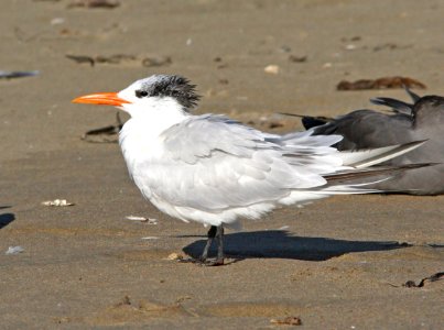 390 -  ROYAL TERN (9-26-08) morro strand, slo co, ca (1)