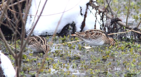 335 & 334 - COMMON & WILSON'S SNIPE (2-20-11) with Wilson's, Tors Cove, Newfoundland   (5)