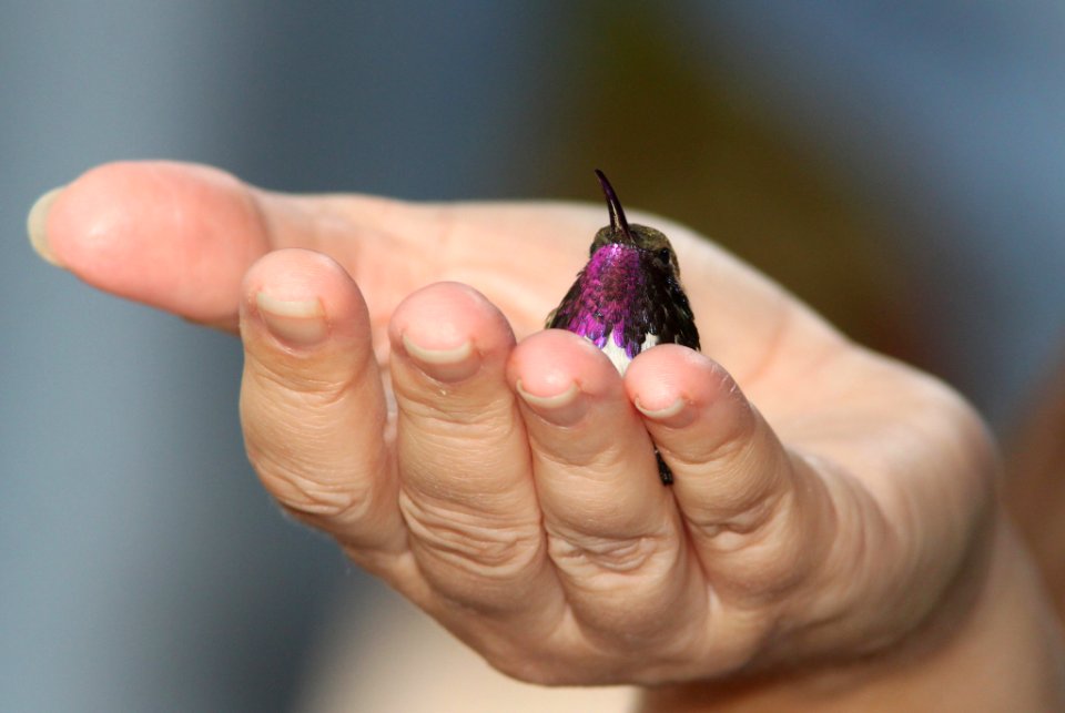 497 -  LUCIFER HUMMINGBIRD (7-25-11) madera canyon, scc, az -01