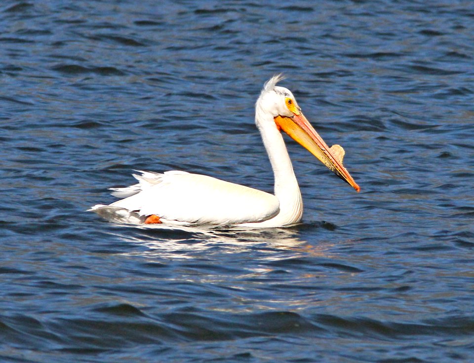 175 - AMERICAN WHITE PELICAN (6-6-13) koosharem reservoir, servier co, ut