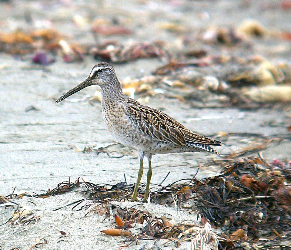 331 - SHORT-BILLED DOWITCHER (9-3-06) slo co, ca