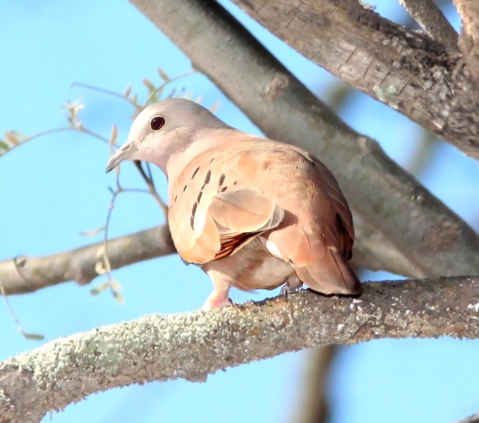 437 - RUDDYGROUND-DOVE (11-21-10) blue haven road, patagonia, scc, az - (2)