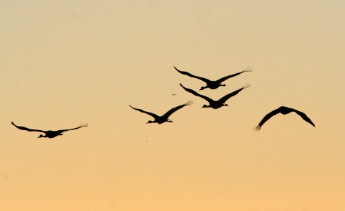 249 - SANDHILL CRANE (1-29-09) bosque del apache nwr, nm (38) photo