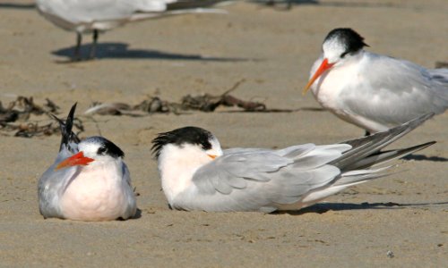 392 - ELEGANT TERN (9-26-08) starnd, morro bay, slo co, ca (2)