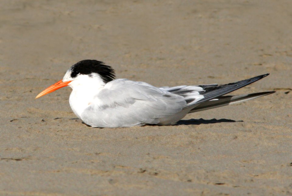 392 - ELEGANT TERN (9-26-08) starnd, morro bay, slo co, ca (1)