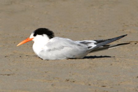 392 - ELEGANT TERN (9-26-08) starnd, morro bay, slo co, ca (1)