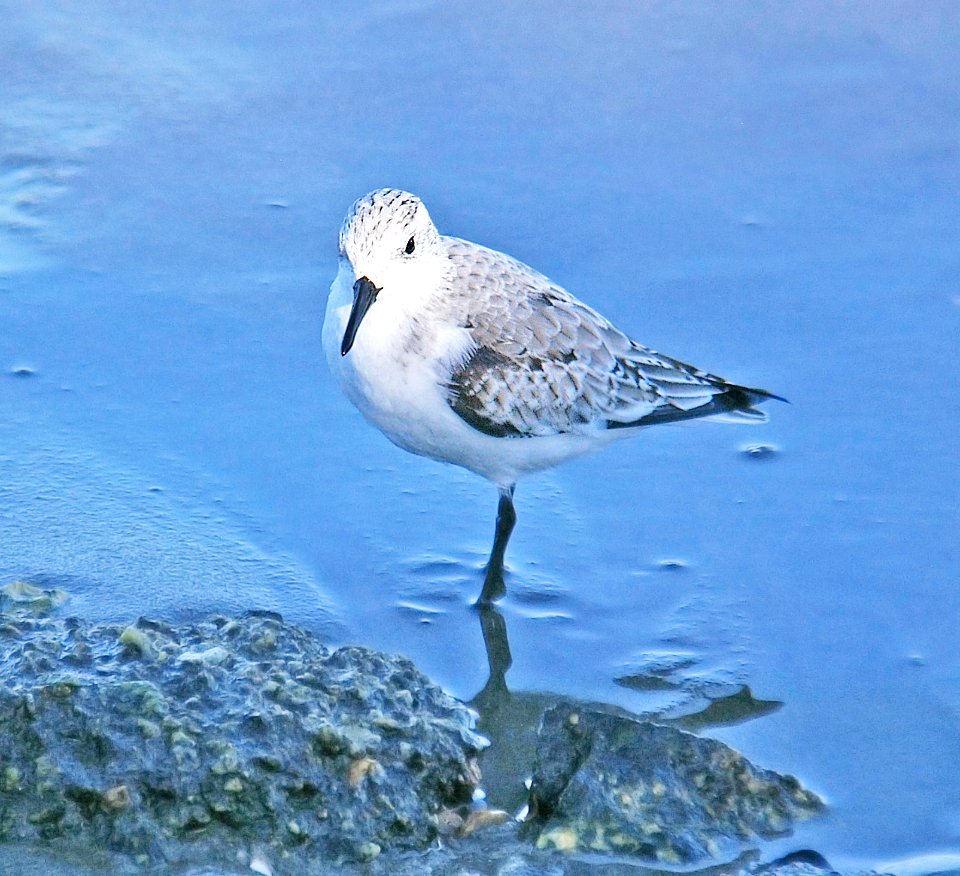 310 - SANDERLING (10-28-06) slo co, ca (2)