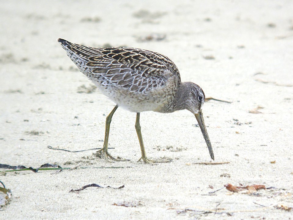 331 - SHORT-BILLED DOWITCHER (9-6-07) strand, slo co, ca (1)