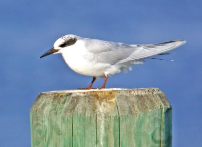 389 - FORSTER'S TERN (11-5-10)  (3)