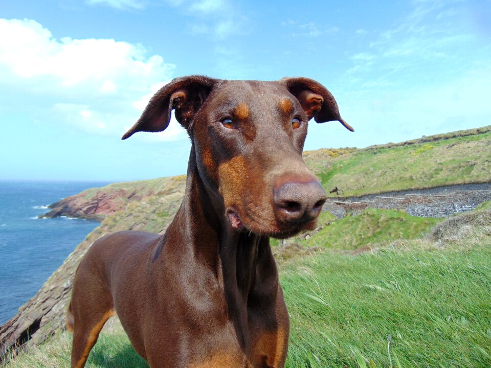 Brown doberman uncropped natural ears coast