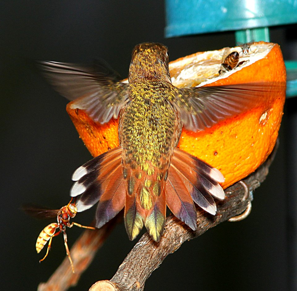 504 -  RUFOUS HUMMINGBIRD (7-24-11) 78 circulo montana, patagonia lake ranch estates, scc, az -  (4)