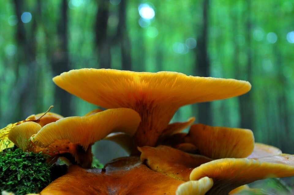 Forest autumn yellow mushroom