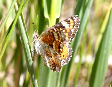 CRESCENT, FIELD (Phyciodes pulchella) (6-14-13) 8500 ft, alpine divide c g, 4 m south of alpine, apache co, az  (1)