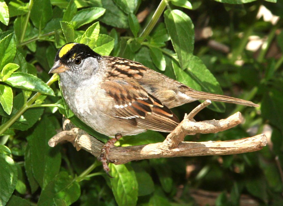 898 - GOLDEN-CROWNED SPARROW (4-28-09) canet rd, slo co, ca (1)