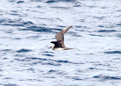 397 - PARASITIC JAEGER (10-3-09) off San Diego, ca  (2)