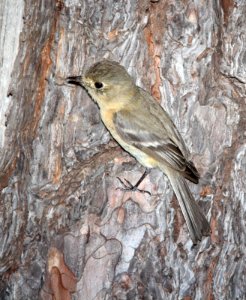 585 - BUFF-BREASTED FLYCATCHER (6-26-13) ramsey view campground, carr peak rd,  huachuca mts, cochise co, az -12