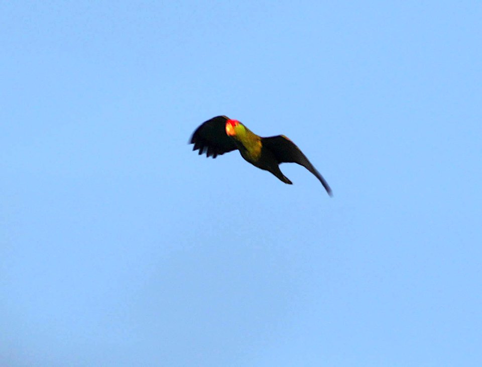 565 - RED-CROWNED PARROT (4-19-12) port isabel, tx