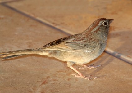 862 - RUFOUS-CROWNED SPARROW (3-24-11) 78 circulo montana, patagonia lake ranch estates, scc, az  (1)