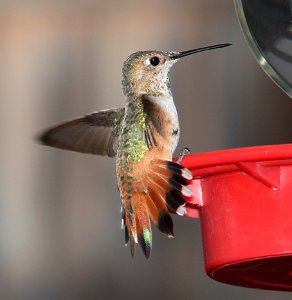 504 -  RUFOUS HUMMINGBIRD (7-24-11) 78 circulo montana, patagonia lake ranch estates, scc, az -  (2)