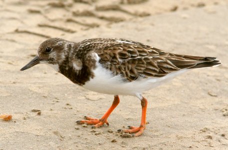 305 - RUDDY TURNSTONE  tx (10)