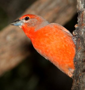 910 - HEPATIC TANAGER (12-23-10) ash canyon, cochise co, az  (5)