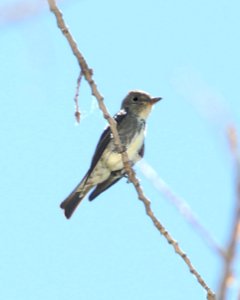 570 - OLIVE-SIDED FLYCATCHER (5-14-11) pena blanca lake, scc.az -01